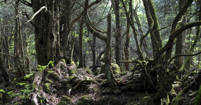 The mysterious Puzzlewood forest, which gave inspiration to Tolkien himself The mysterious Puzzlewood forest, which gave inspiration to Tolkien himself