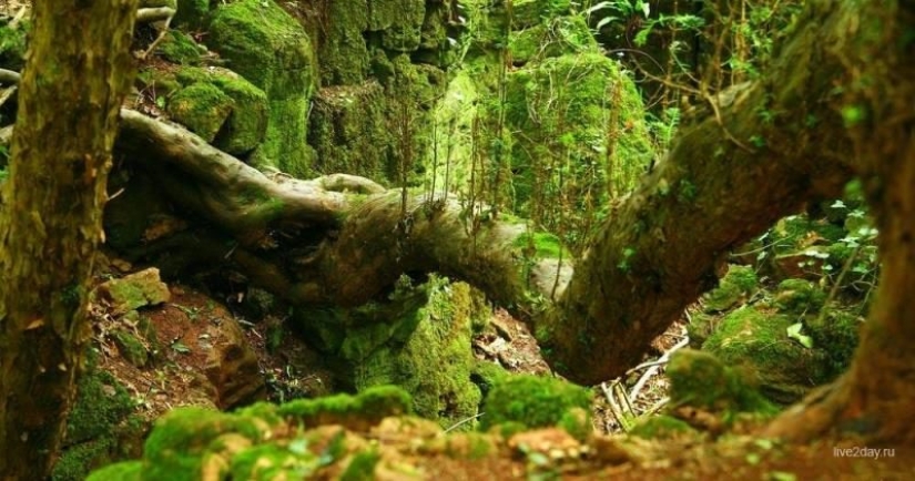 The mysterious Puzzlewood forest, which gave inspiration to Tolkien himself The mysterious Puzzlewood forest, which gave inspiration to Tolkien himself