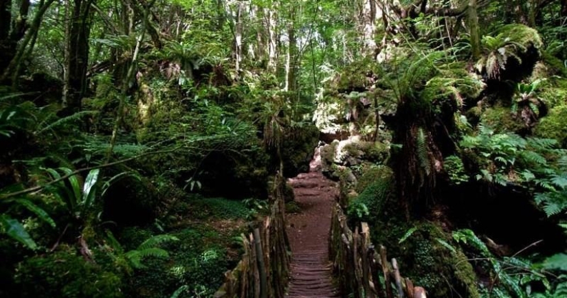 The mysterious Puzzlewood forest, which gave inspiration to Tolkien himself The mysterious Puzzlewood forest, which gave inspiration to Tolkien himself