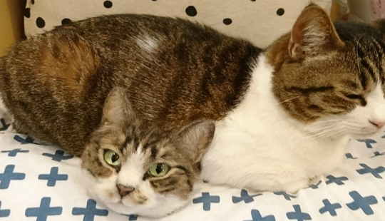 The mystery of the two-headed cat and other wonders of the Japanese craftswoman