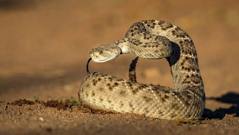 The story of the brave Katherine Sloterback, who killed 140 rattlesnakes and made a dress out of them