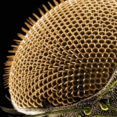 The tablets, Cola, paper: macro photos of familiar objects that you will be amazed The tablets, Cola, paper: macro photos of familiar objects that you will be amazed