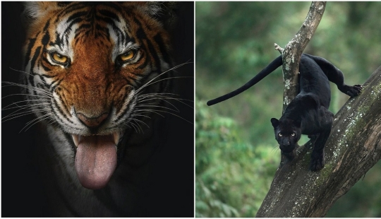 The wild beauty of big cats on pictures of Shaza Jung The wild beauty of big cats on pictures of Shaza Jung