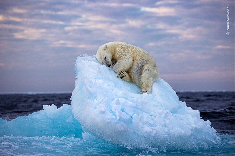 The Wildlife Photographer Of The Year People’s Choice Award: 12 Shortlisted Images That People Could Choose From The Wildlife Photographer Of The Year People’s Choice Award: 12 Shortlisted Images That People Could Choose From