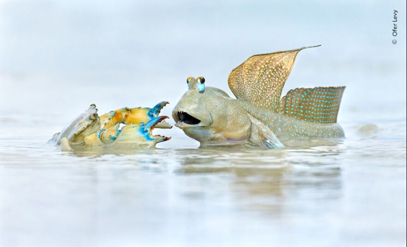 The Wildlife Photographer Of The Year People’s Choice Award: 12 Shortlisted Images That People Could Choose From The Wildlife Photographer Of The Year People’s Choice Award: 12 Shortlisted Images That People Could Choose From
