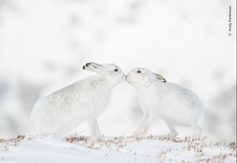 The Wildlife Photographer Of The Year People’s Choice Award: 12 Shortlisted Images That People Could Choose From The Wildlife Photographer Of The Year People’s Choice Award: 12 Shortlisted Images That People Could Choose From