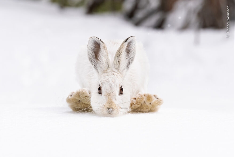 The Wildlife Photographer Of The Year People’s Choice Award: 12 Shortlisted Images That People Could Choose From The Wildlife Photographer Of The Year People’s Choice Award: 12 Shortlisted Images That People Could Choose From