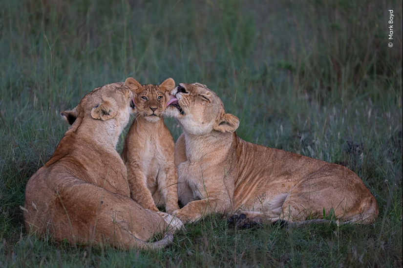 The Wildlife Photographer Of The Year People’s Choice Award: 12 Shortlisted Images That People Could Choose From The Wildlife Photographer Of The Year People’s Choice Award: 12 Shortlisted Images That People Could Choose From