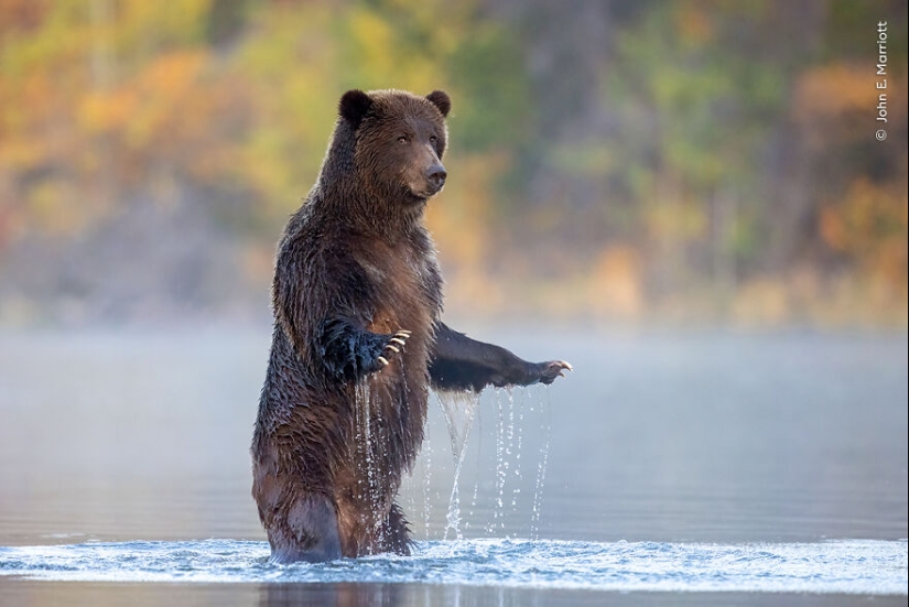 The Wildlife Photographer Of The Year People’s Choice Award: 12 Shortlisted Images That People Could Choose From The Wildlife Photographer Of The Year People’s Choice Award: 12 Shortlisted Images That People Could Choose From