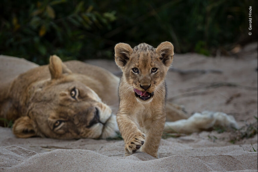 The Wildlife Photographer Of The Year People’s Choice Award: 12 Shortlisted Images That People Could Choose From The Wildlife Photographer Of The Year People’s Choice Award: 12 Shortlisted Images That People Could Choose From