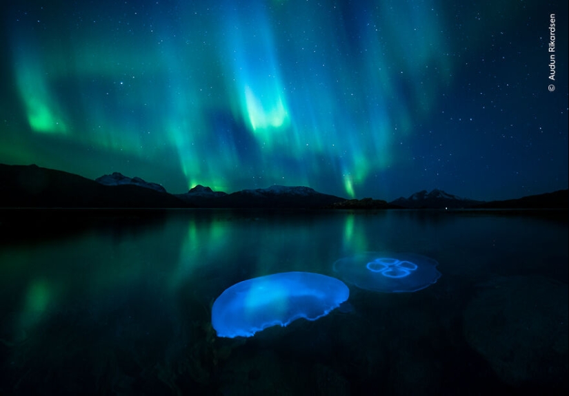 The Wildlife Photographer Of The Year People’s Choice Award: 12 Shortlisted Images That People Could Choose From The Wildlife Photographer Of The Year People’s Choice Award: 12 Shortlisted Images That People Could Choose From