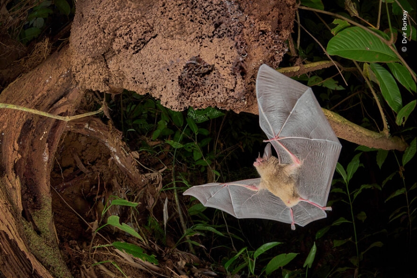 The Wildlife Photographer Of The Year People’s Choice Award: 12 Shortlisted Images That People Could Choose From The Wildlife Photographer Of The Year People’s Choice Award: 12 Shortlisted Images That People Could Choose From