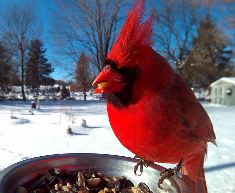 The woman baited the birds and makes stunning portraits while they eat The woman baited the birds and makes stunning portraits while they eat
