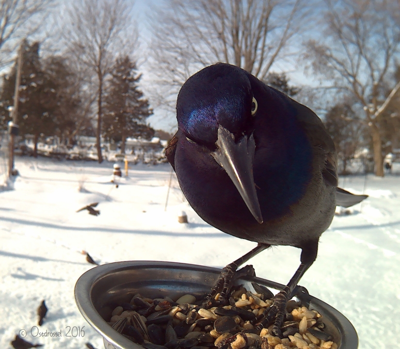 The woman baited the birds and makes stunning portraits while they eat The woman baited the birds and makes stunning portraits while they eat