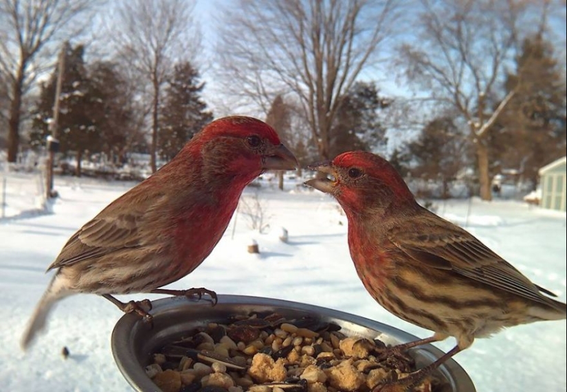 The woman baited the birds and makes stunning portraits while they eat The woman baited the birds and makes stunning portraits while they eat