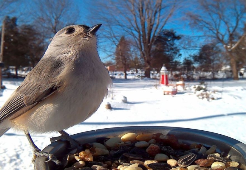 The woman baited the birds and makes stunning portraits while they eat The woman baited the birds and makes stunning portraits while they eat