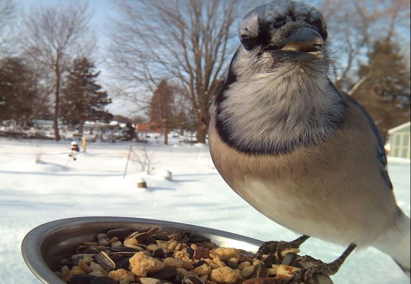 The woman baited the birds and makes stunning portraits while they eat The woman baited the birds and makes stunning portraits while they eat