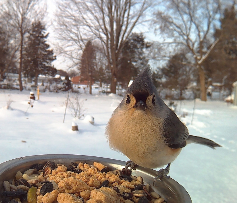 The woman baited the birds and makes stunning portraits while they eat The woman baited the birds and makes stunning portraits while they eat
