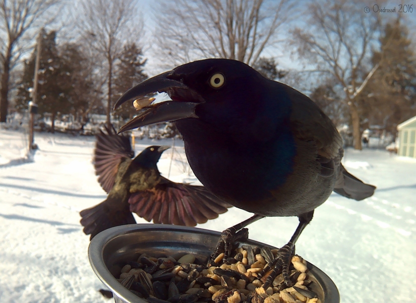 The woman baited the birds and makes stunning portraits while they eat The woman baited the birds and makes stunning portraits while they eat