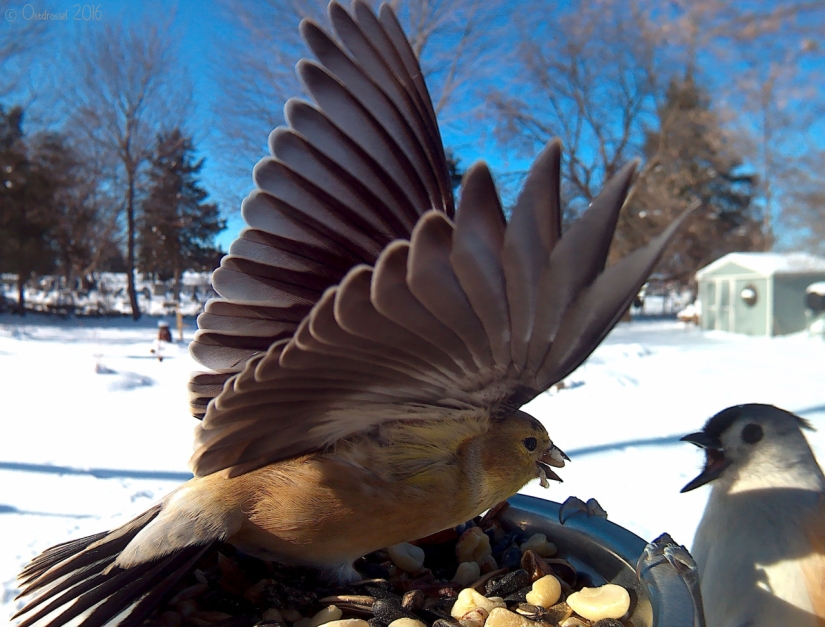 The woman baited the birds and makes stunning portraits while they eat The woman baited the birds and makes stunning portraits while they eat
