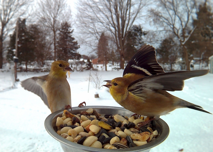 The woman baited the birds and makes stunning portraits while they eat The woman baited the birds and makes stunning portraits while they eat