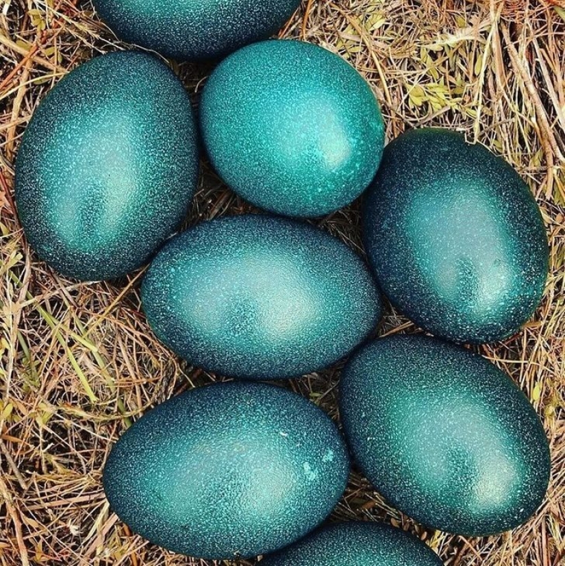 The world is still able to surprise us: 22 photos that won't leave you indifferent
