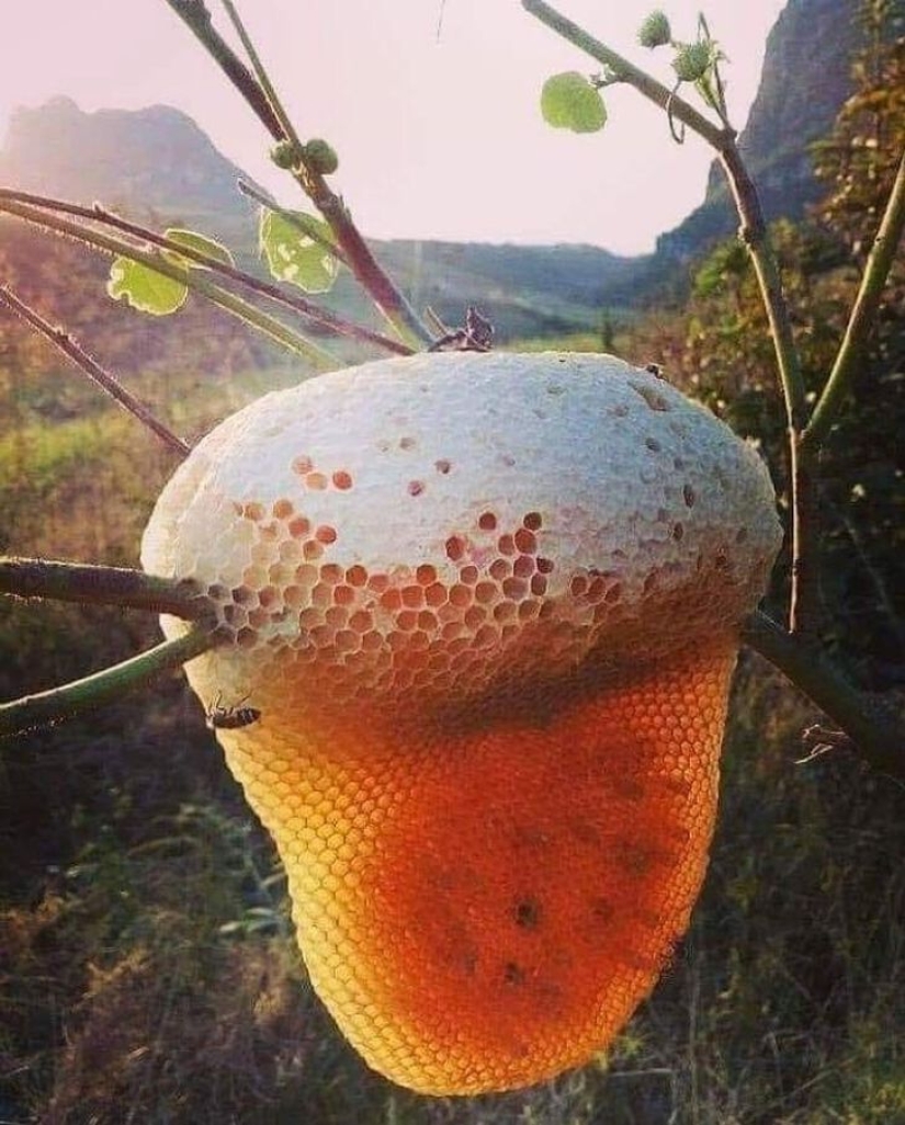 The world is still able to surprise us: 22 photos that won't leave you indifferent