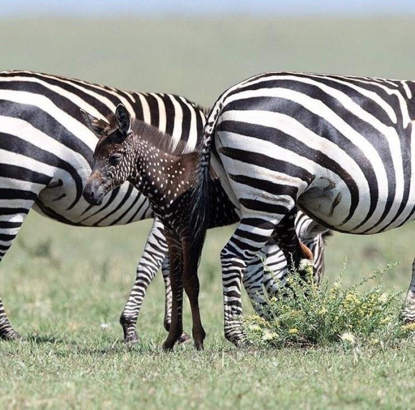 The world is still able to surprise us: 22 photos that won't leave you indifferent
