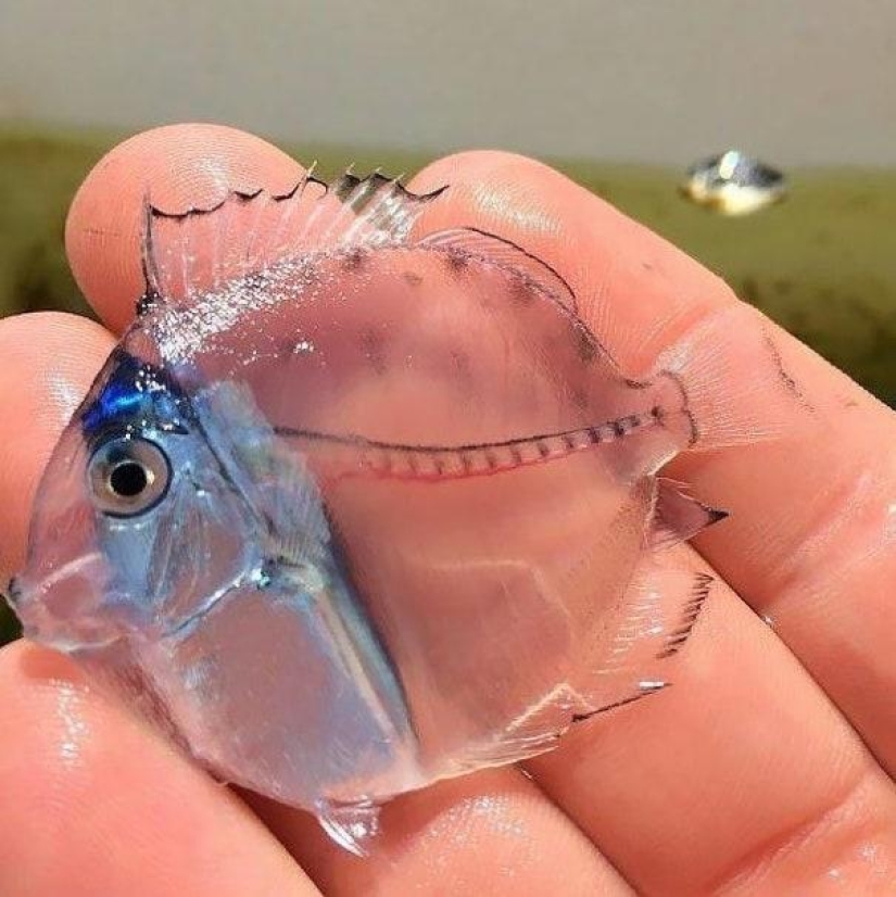 The world is still able to surprise us: 22 photos that won't leave you indifferent