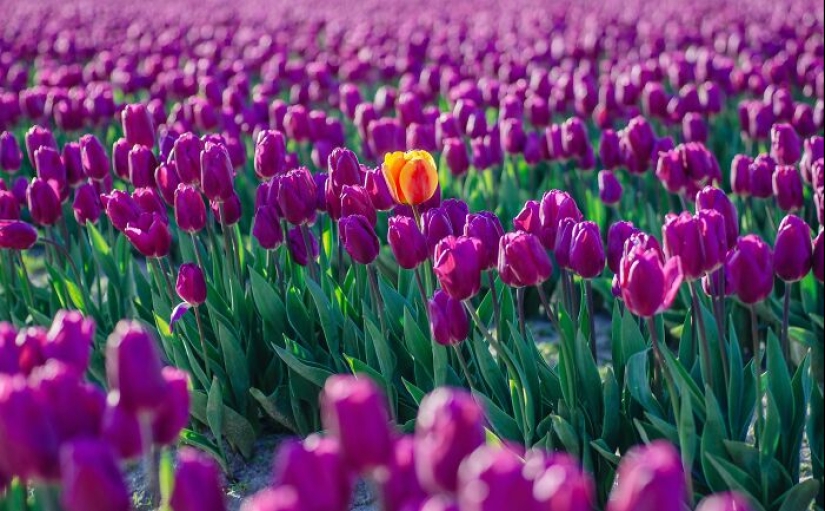 These 11 Comparisons Reveal The Unexpected Diversities Of Life These 11 Comparisons Reveal The Unexpected Diversities Of Life