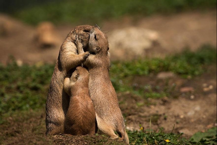 These animals will teach you to be good parents