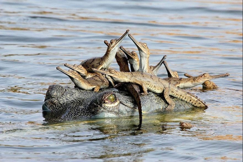 These animals will teach you to be good parents