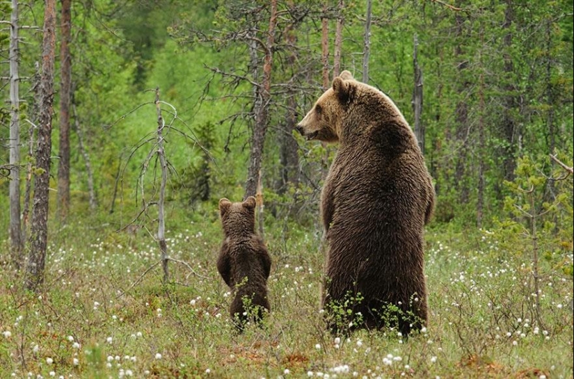These animals will teach you to be good parents