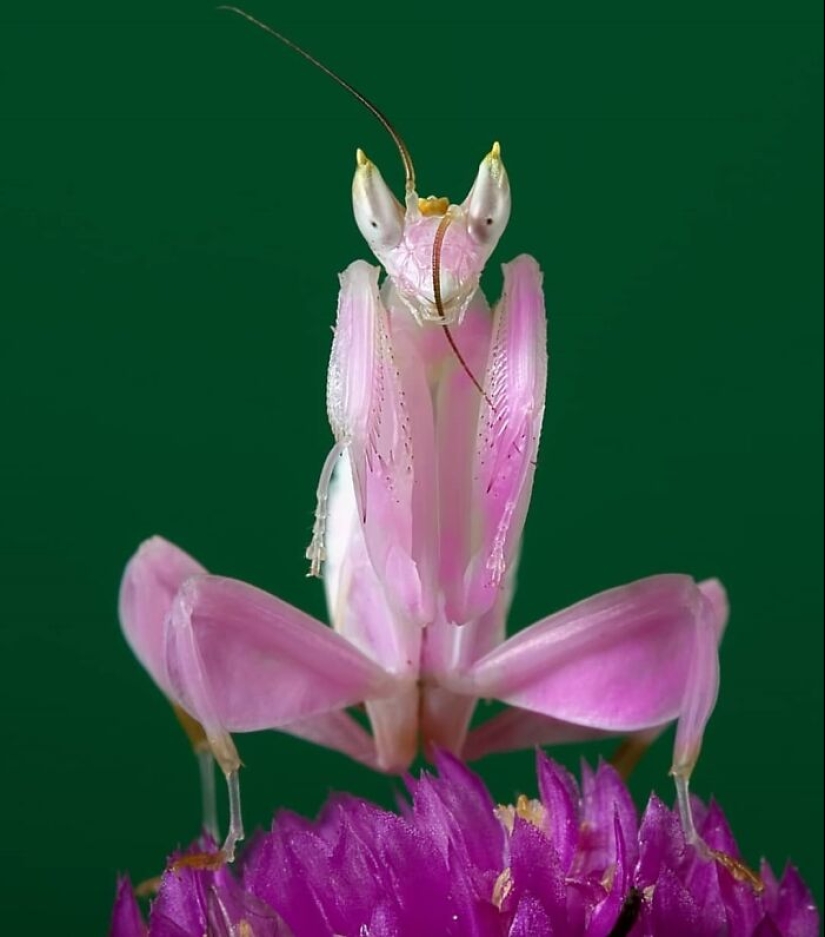 This Account Is Dedicated To Macro Photography, And Here Are The 13 Best Shots Shared