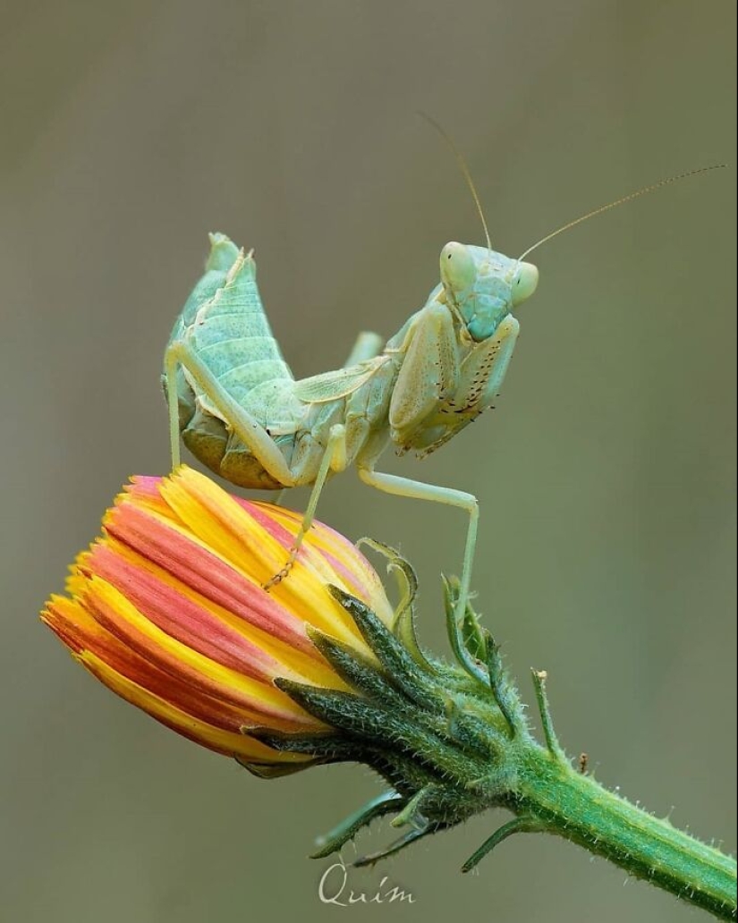 This Account Is Dedicated To Macro Photography, And Here Are The 13 Best Shots Shared