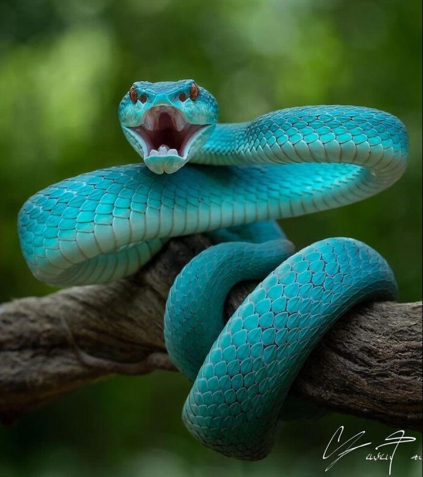 This Account Is Dedicated To Macro Photography, And Here Are The 13 Best Shots Shared