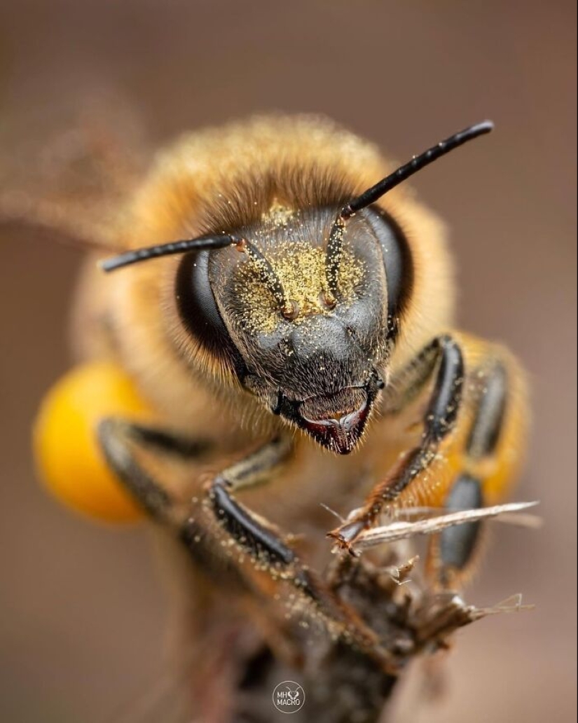 This Account Is Dedicated To Macro Photography, And Here Are The 13 Best Shots Shared