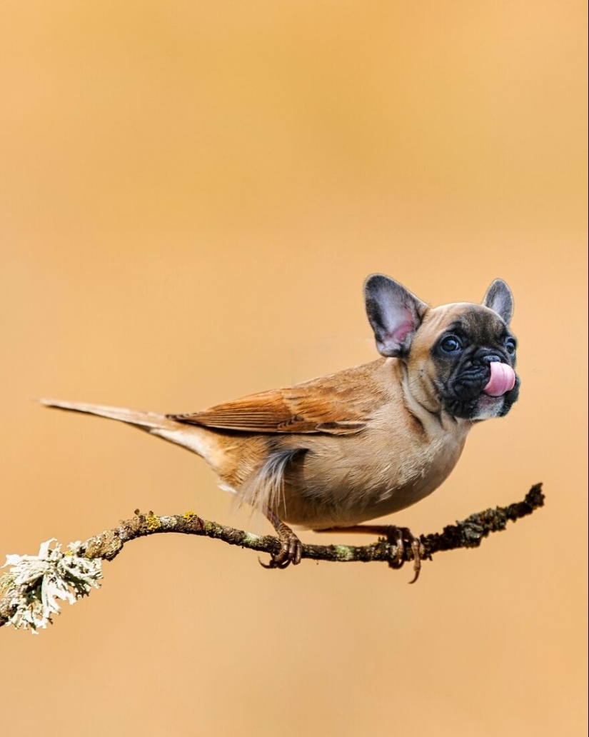 This Artist Creates Animals That Don’t Exist By Fusing Two Together