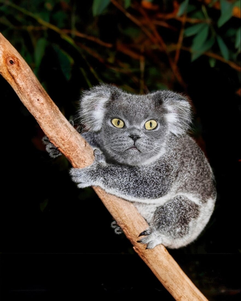 This Artist Creates Animals That Don’t Exist By Fusing Two Together