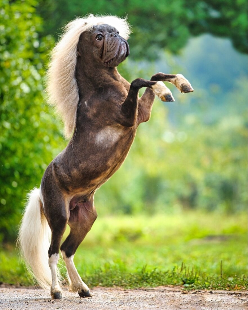 This Artist Creates Animals That Don’t Exist By Fusing Two Together