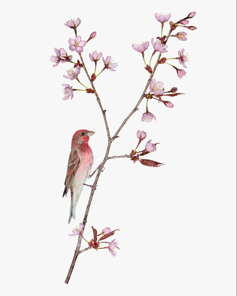 This Artist Photographs Birds On Plants And Branches In A Studio This Artist Photographs Birds On Plants And Branches In A Studio