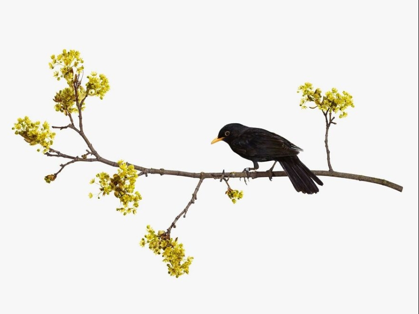 This Artist Photographs Birds On Plants And Branches In A Studio This Artist Photographs Birds On Plants And Branches In A Studio