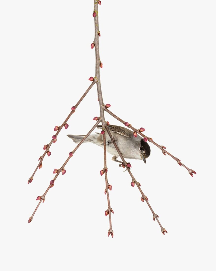 This Artist Photographs Birds On Plants And Branches In A Studio This Artist Photographs Birds On Plants And Branches In A Studio