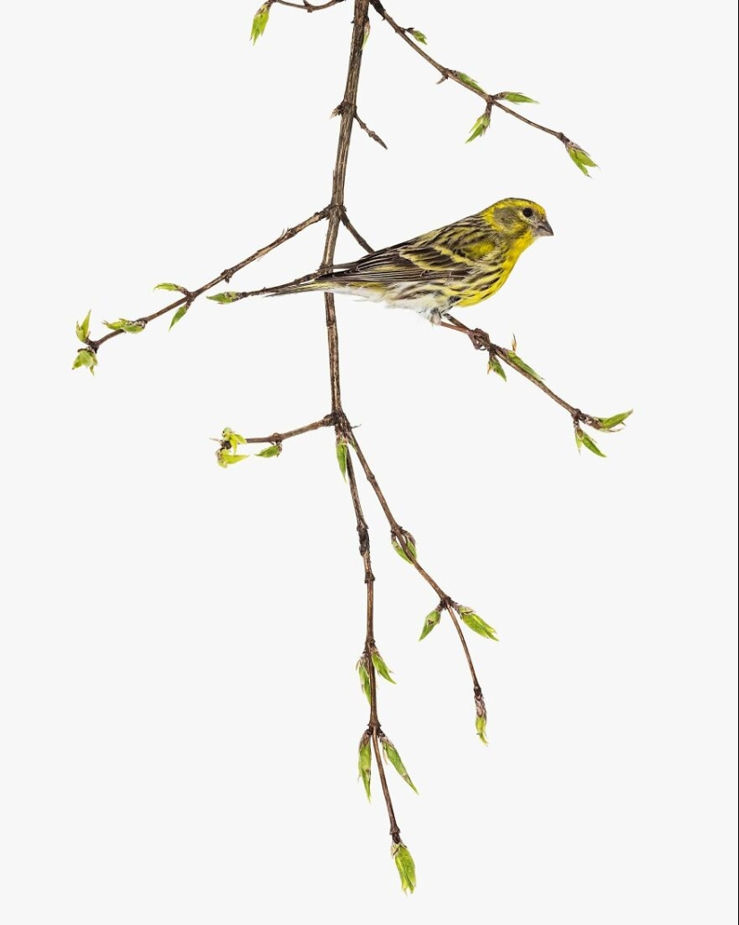 This Artist Photographs Birds On Plants And Branches In A Studio This Artist Photographs Birds On Plants And Branches In A Studio