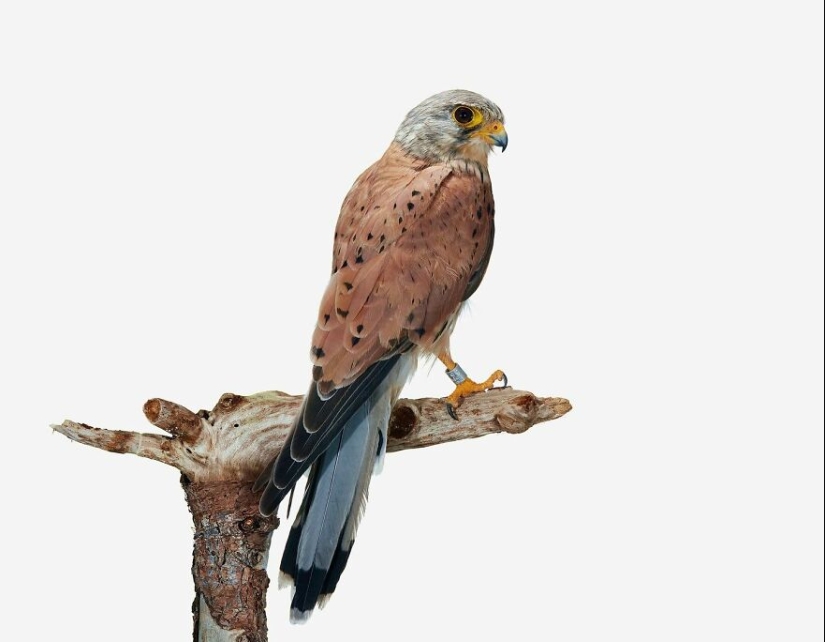 This Artist Photographs Birds On Plants And Branches In A Studio This Artist Photographs Birds On Plants And Branches In A Studio