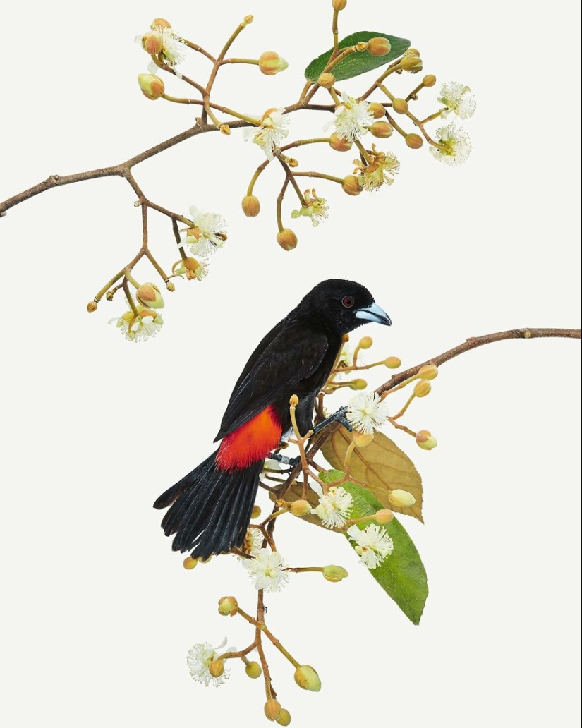 This Artist Photographs Birds On Plants And Branches In A Studio This Artist Photographs Birds On Plants And Branches In A Studio