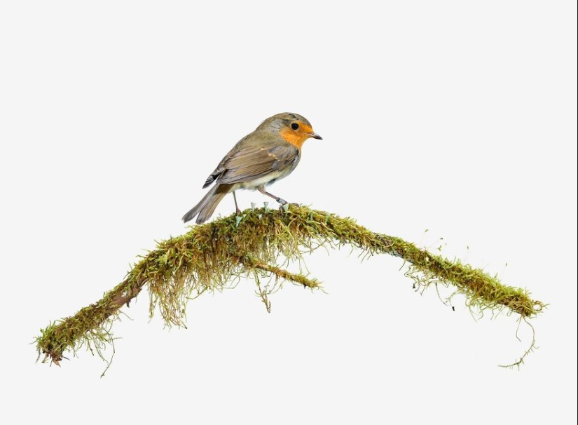 This Artist Photographs Birds On Plants And Branches In A Studio This Artist Photographs Birds On Plants And Branches In A Studio
