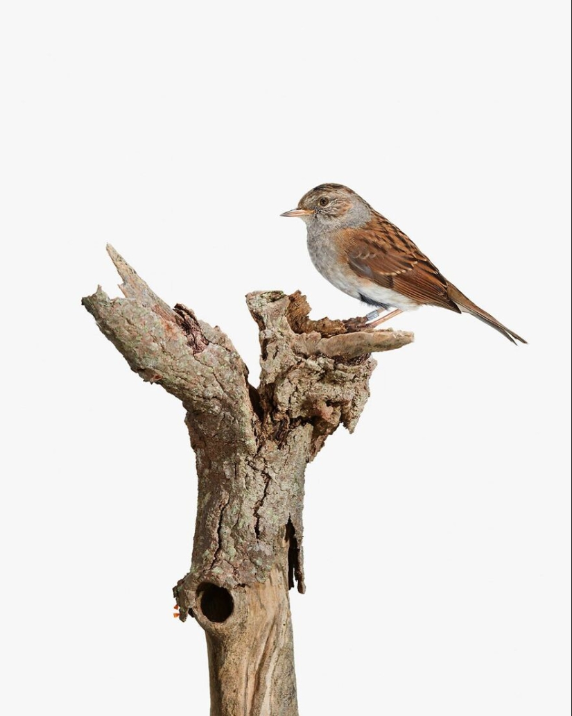 This Artist Photographs Birds On Plants And Branches In A Studio This Artist Photographs Birds On Plants And Branches In A Studio