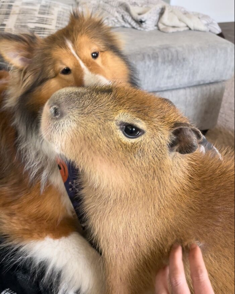 This Astoundingly Adorable Capybara Named Pumpkin Is Melting Hearts All Over The Internet This Astoundingly Adorable Capybara Named Pumpkin Is Melting Hearts All Over The Internet