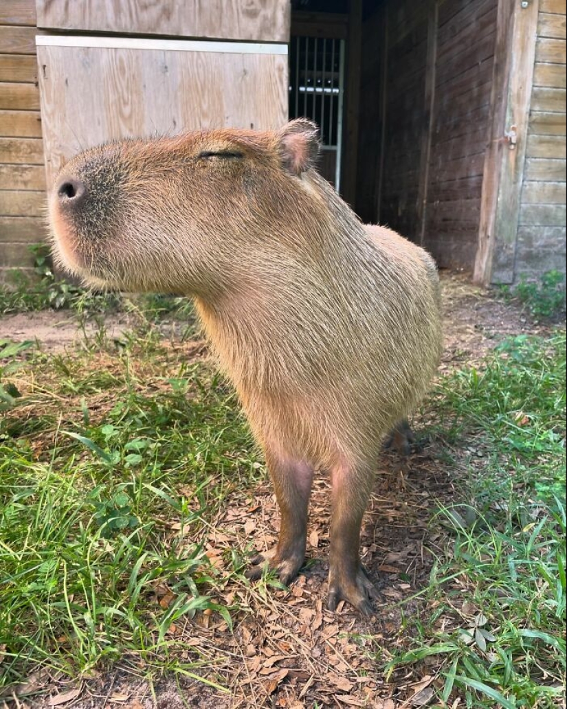 This Astoundingly Adorable Capybara Named Pumpkin Is Melting Hearts All Over The Internet This Astoundingly Adorable Capybara Named Pumpkin Is Melting Hearts All Over The Internet